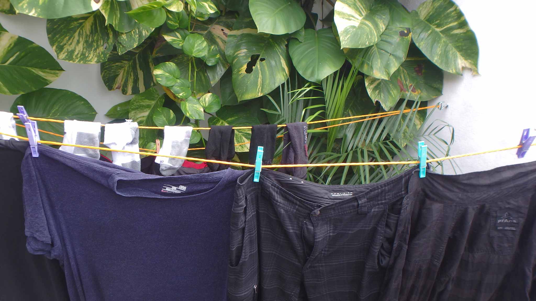 A clothes line full of wet socks and dark clothes hangs in front of large green leaves.